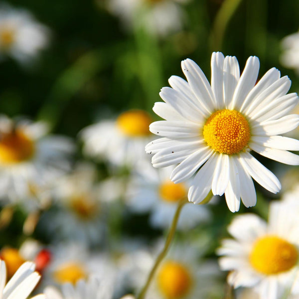 Daisy