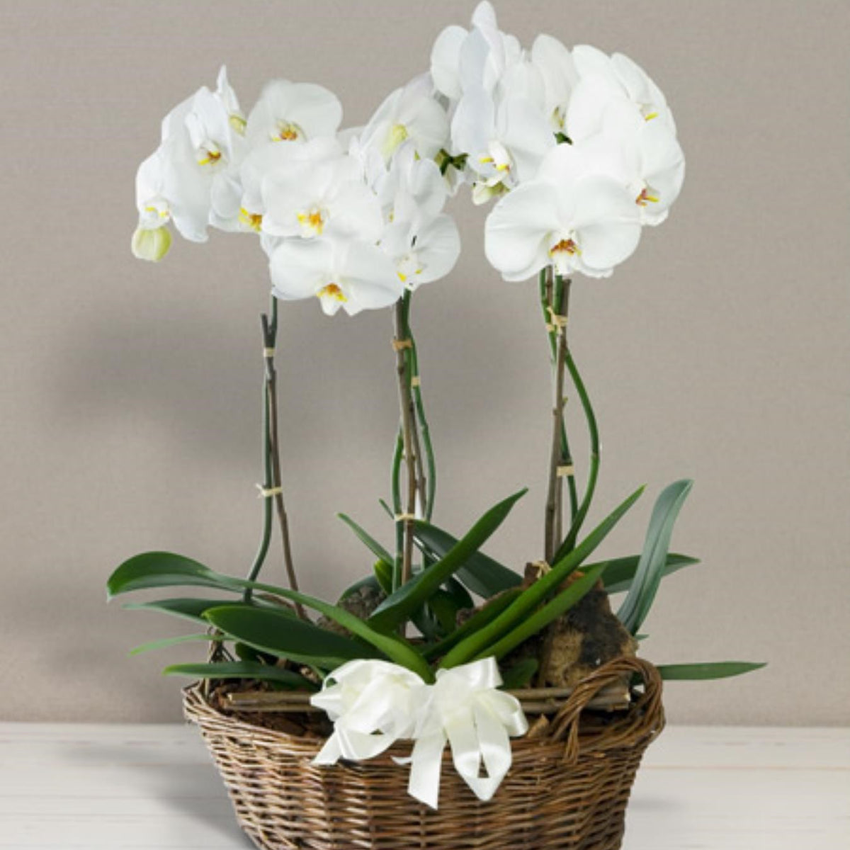 Orchid