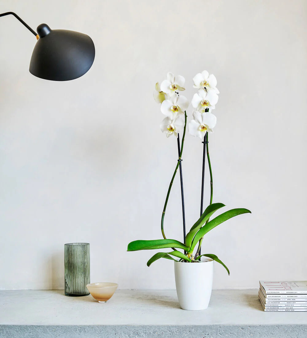 Orchid