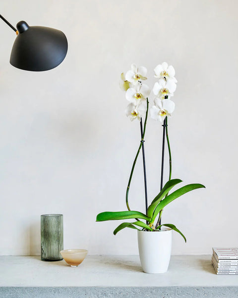 Orchid