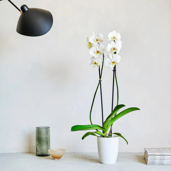Orchid