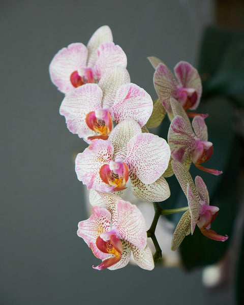 Orchid
