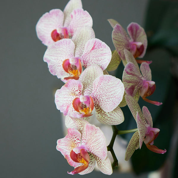 Orchid