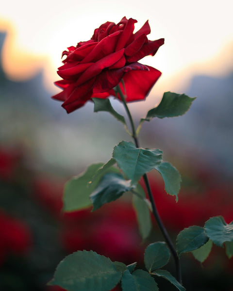 Roses