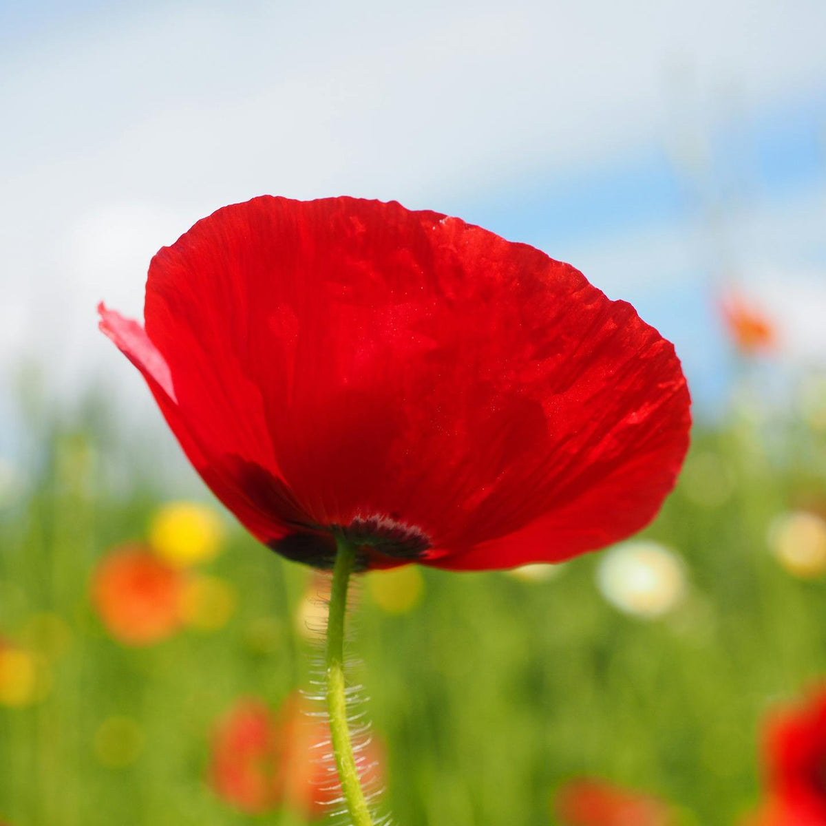Poppy