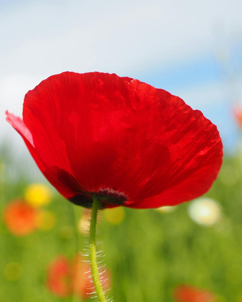 Poppy