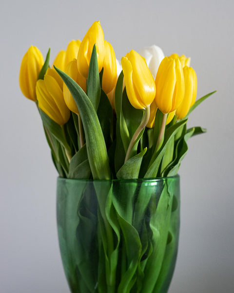 Tulip