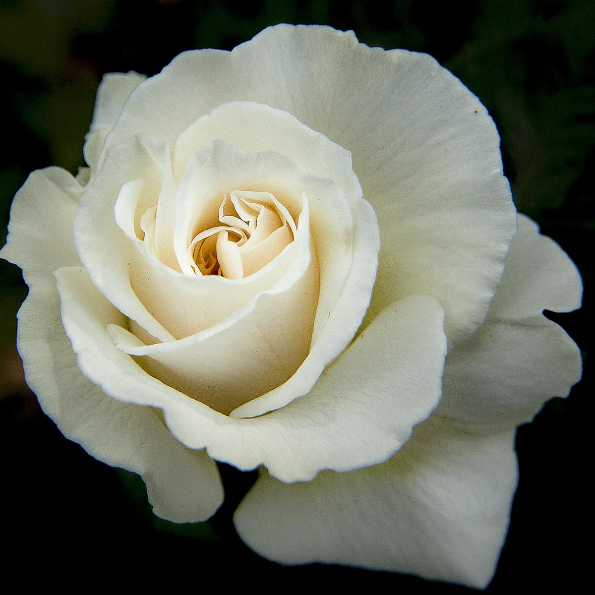 White Rose