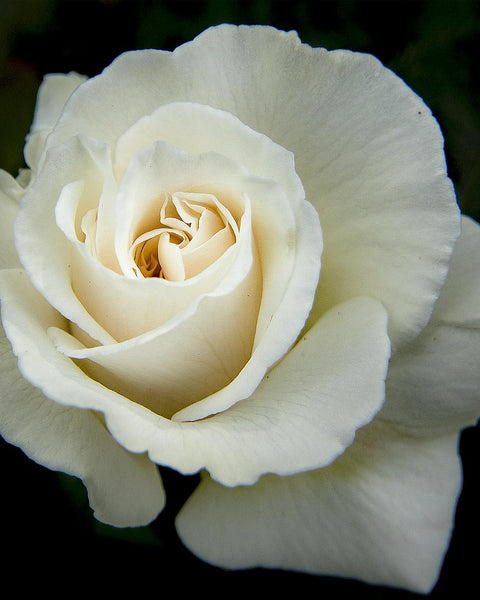 White Rose